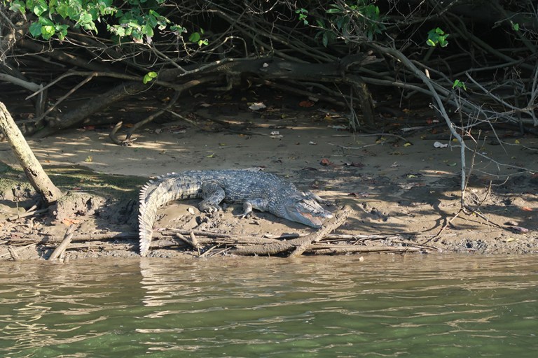 Crocodile sitting on mud under mangroves on the Daintree River